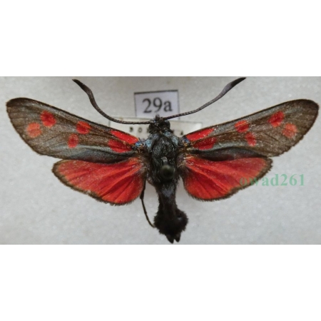Zygaena filipendulae (Linnaeus, 1758) Kraśnik sześcioplamek Czech29a